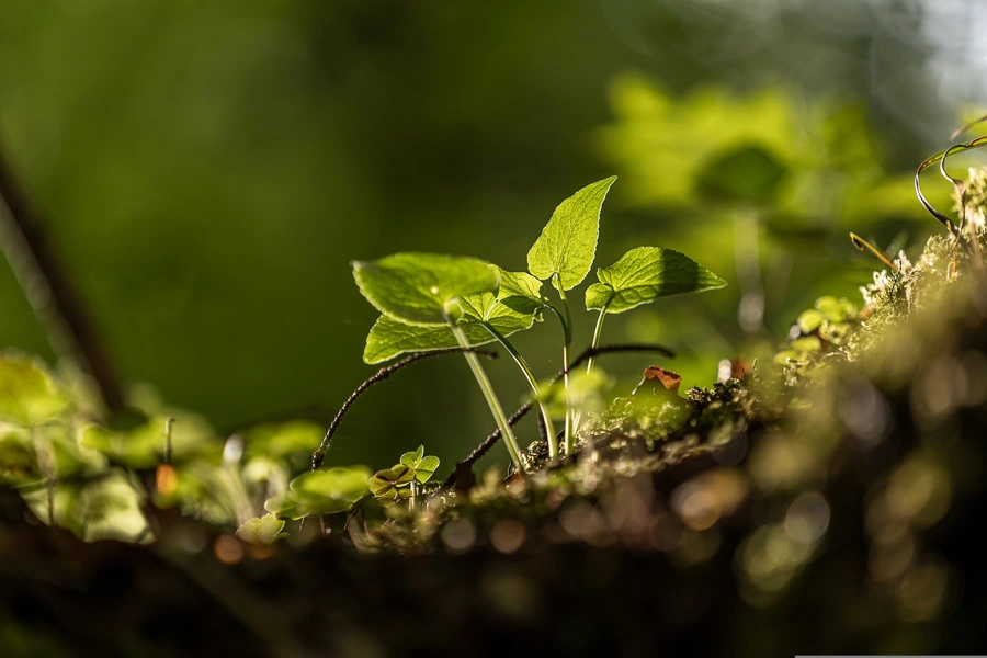 nature-apro